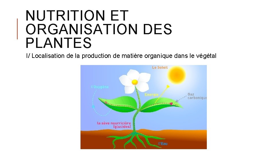 NUTRITION ET ORGANISATION DES PLANTES I/ Localisation de la production de matière organique dans