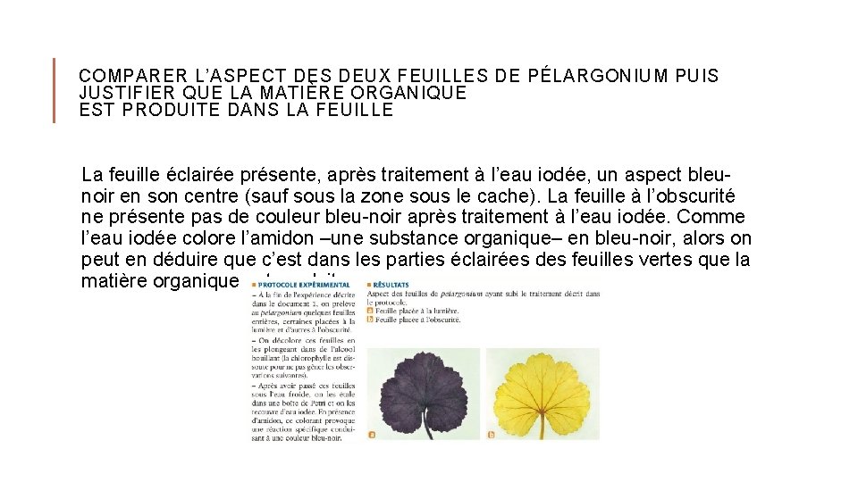 COMPARER L’ASPECT DES DEUX FEUILLES DE PÉLARGONIUM PUIS JUSTIFIER QUE LA MATIÈRE ORGANIQUE EST