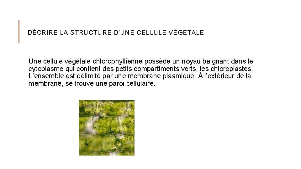 DÉCRIRE LA STRUCTURE D’UNE CELLULE VÉGÉTALE Une cellule végétale chlorophyllienne possède un noyau baignant