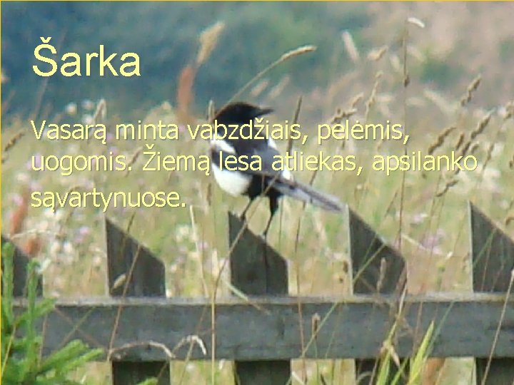 Šarka Vasarą minta vabzdžiais, pelėmis, uogomis. Žiemą lesa atliekas, apsilanko sąvartynuose. Šarka Vasarą minta vabzdžiais, pelėmis, uogomis. Žiemą lesa atliekas, apsilanko sąvartynuose.