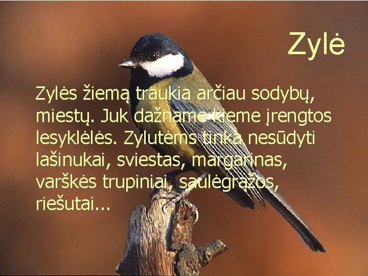 Zylės žiemą traukia arčiau sodybų, miestų. Juk dažname kieme įrengtos lesyklėlės. Zylutėms tinka nesūdyti