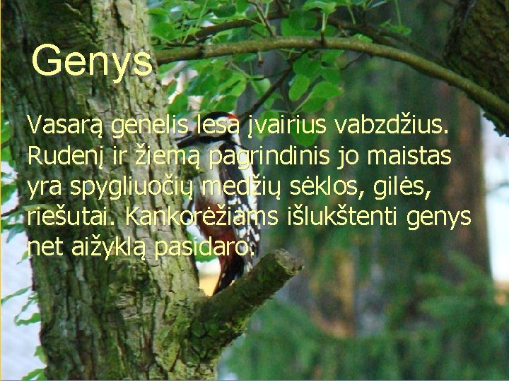 Genys Vasarą genelis lesa įvairius vabzdžius. Rudenį ir žiemą pagrindinis jo maistas yra spygliuočių