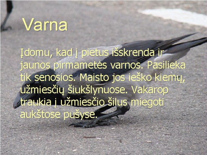 Varna Įdomu, kad į pietus išskrenda ir jaunos pirmametės varnos. Pasilieka tik senosios. Maisto