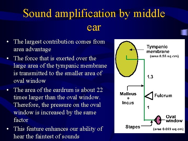 Sound amplification by middle ear • The largest contribution comes from area advantage •