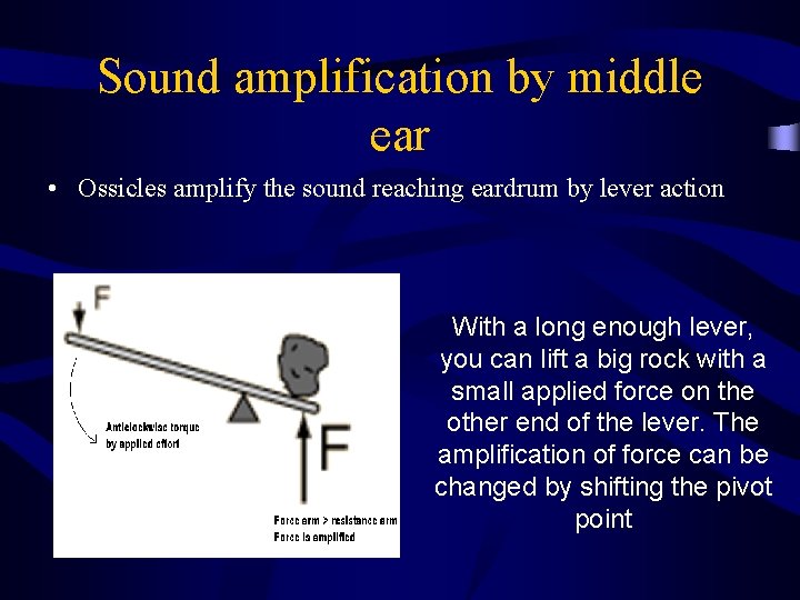 Sound amplification by middle ear • Ossicles amplify the sound reaching eardrum by lever