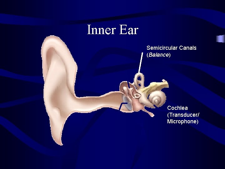 Inner Ear Semicircular Canals (Balance) Cochlea (Transducer/ Microphone) 