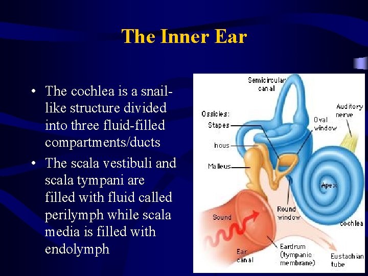 The Inner Ear • The cochlea is a snaillike structure divided into three fluid-filled