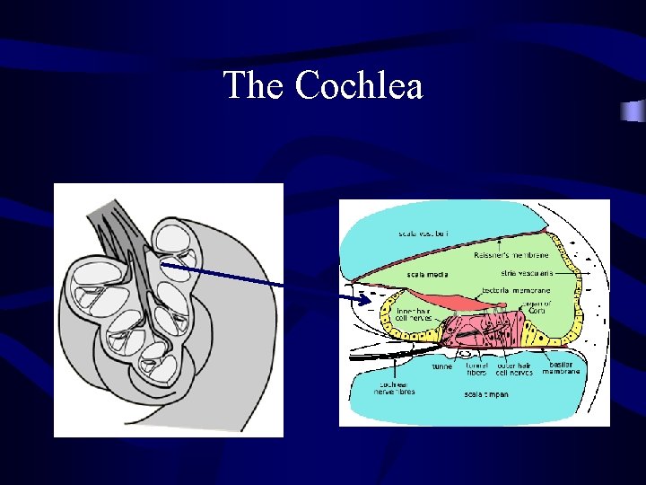 The Cochlea 