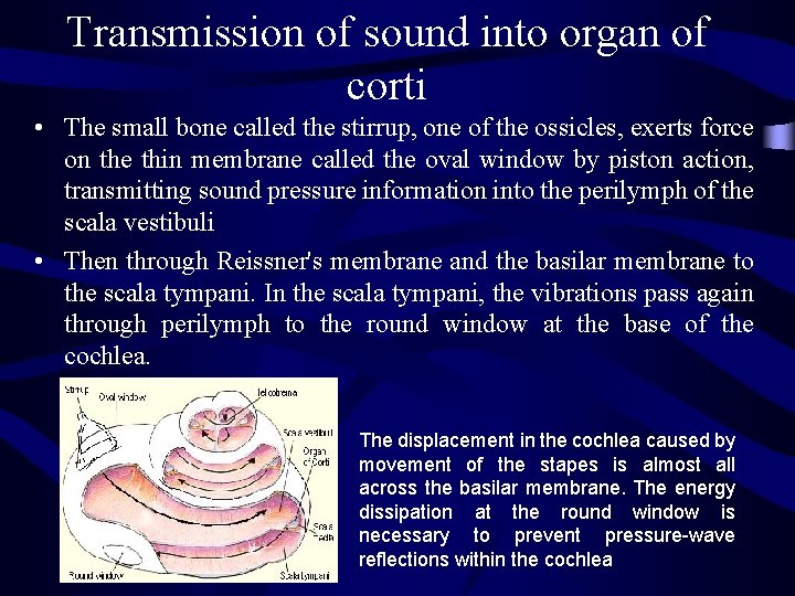 Transmission of sound into organ of corti • The small bone called the stirrup,