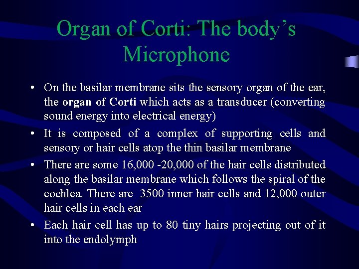 Organ of Corti: The body’s Microphone • On the basilar membrane sits the sensory