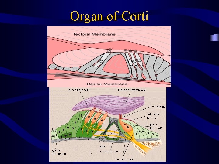 Organ of Corti 