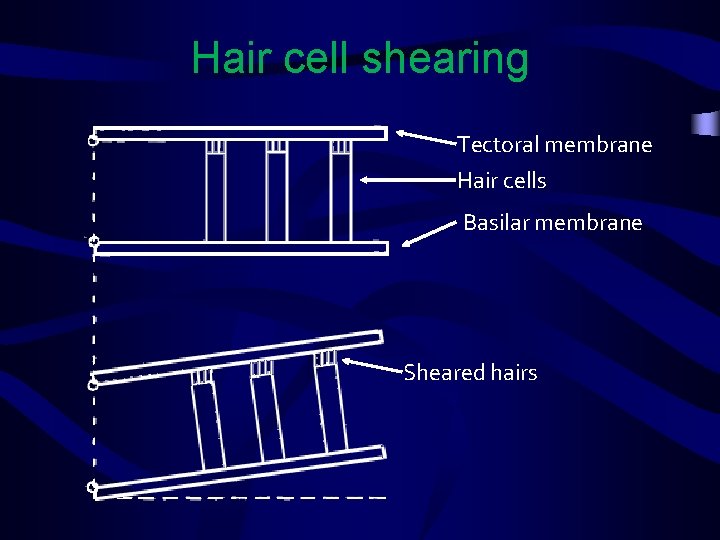 Hair cell shearing Tectoral membrane Hair cells Basilar membrane Sheared hairs 