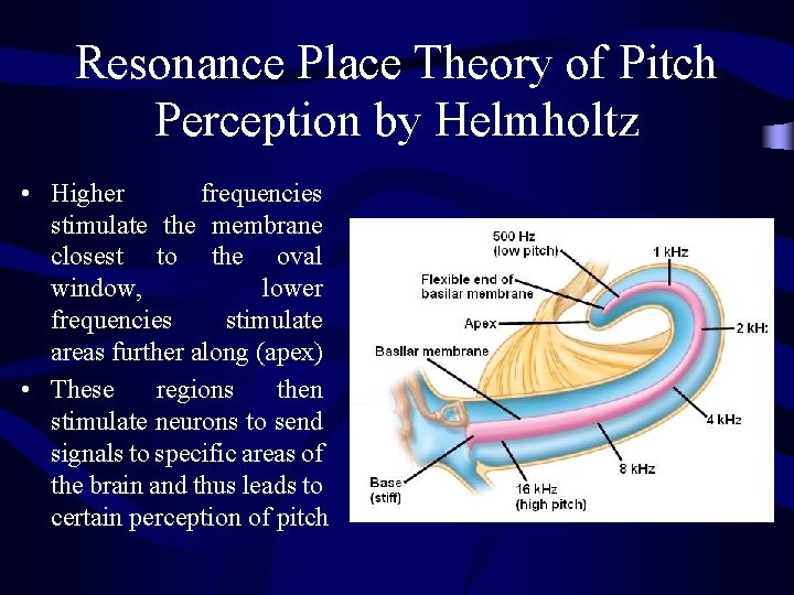 Resonance Place Theory of Pitch Perception by Helmholtz • Higher frequencies stimulate the membrane