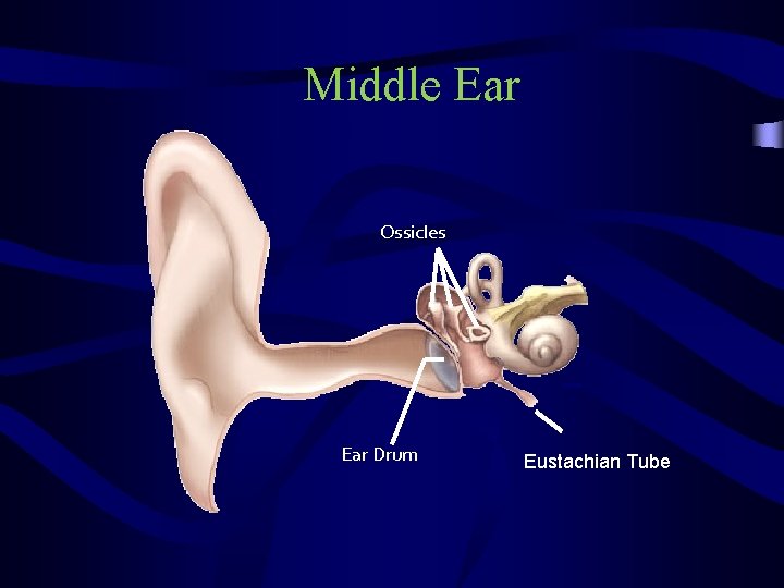 Middle Ear Ossicles Ear Drum Eustachian Tube 