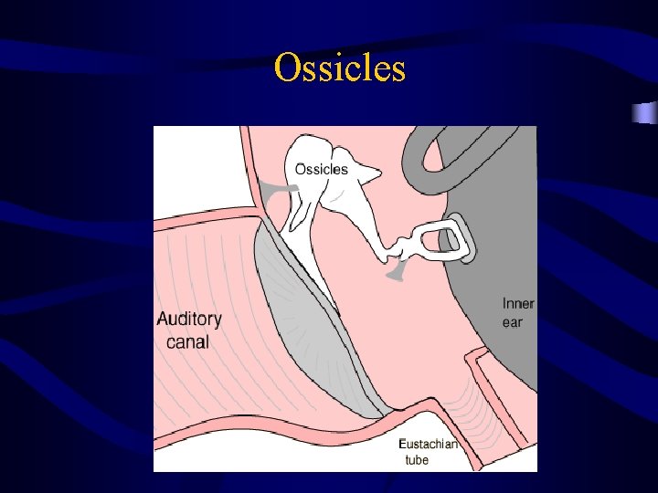 Ossicles 