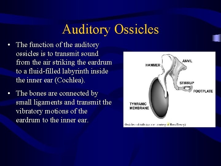 Auditory Ossicles • The function of the auditory ossicles is to transmit sound from