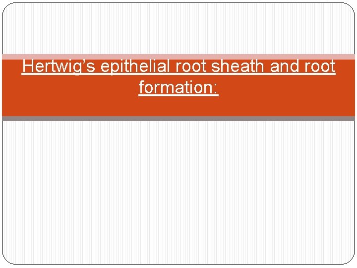 Hertwig’s epithelial root sheath and root formation: 