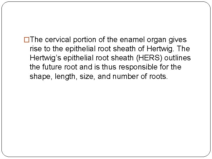 �The cervical portion of the enamel organ gives rise to the epithelial root sheath