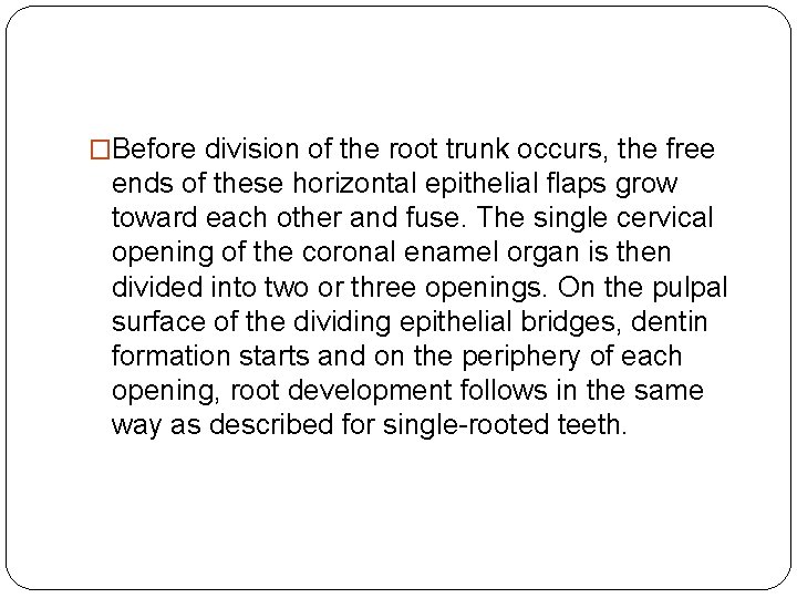 �Before division of the root trunk occurs, the free ends of these horizontal epithelial