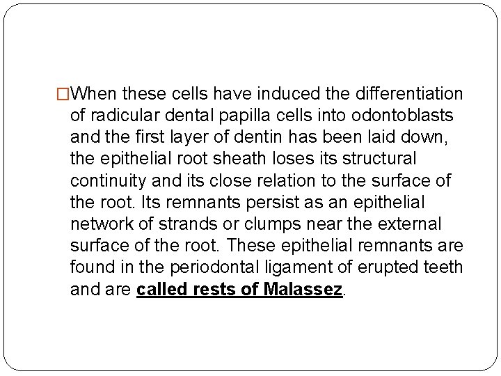 �When these cells have induced the differentiation of radicular dental papilla cells into odontoblasts