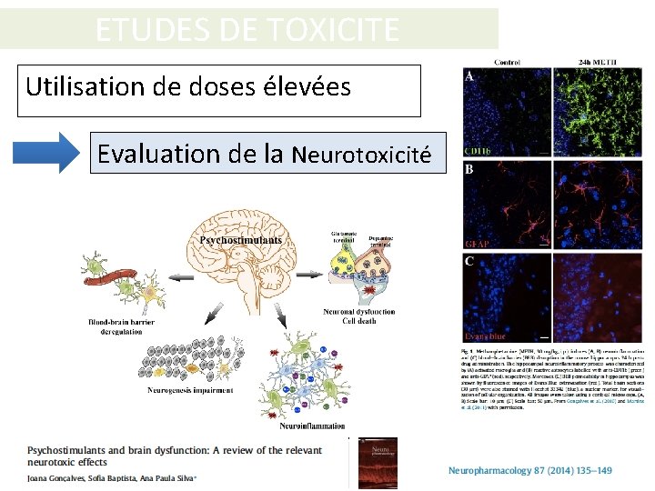 ETUDES DE TOXICITE Utilisation de doses élevées Evaluation de la Neurotoxicité 
