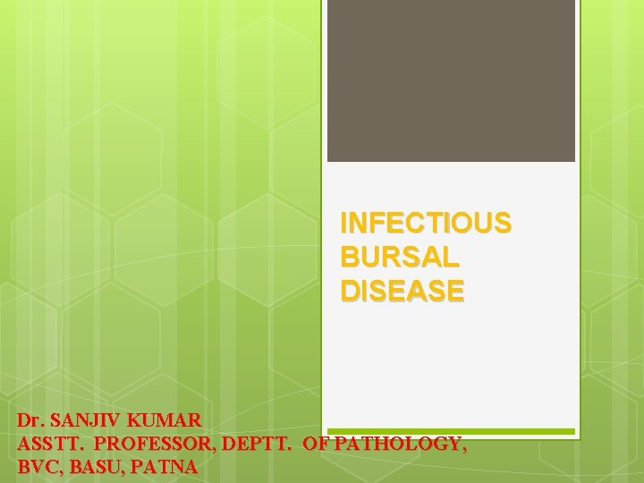 INFECTIOUS BURSAL DISEASE Dr. SANJIV KUMAR ASSTT. PROFESSOR, DEPTT. OF PATHOLOGY, BVC, BASU, PATNA