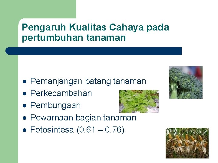 Pengaruh Kualitas Cahaya pada pertumbuhan tanaman l l l Pemanjangan batang tanaman Perkecambahan Pembungaan