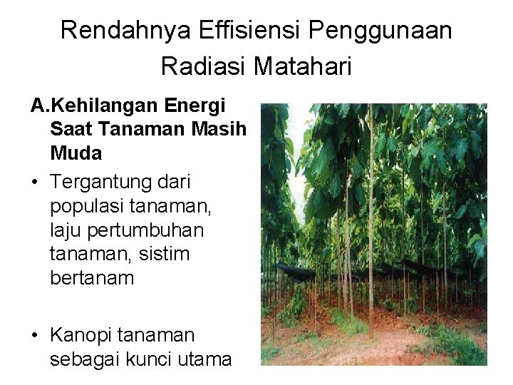 Rendahnya Effisiensi Penggunaan Radiasi Matahari A. Kehilangan Energi Saat Tanaman Masih Muda • Tergantung