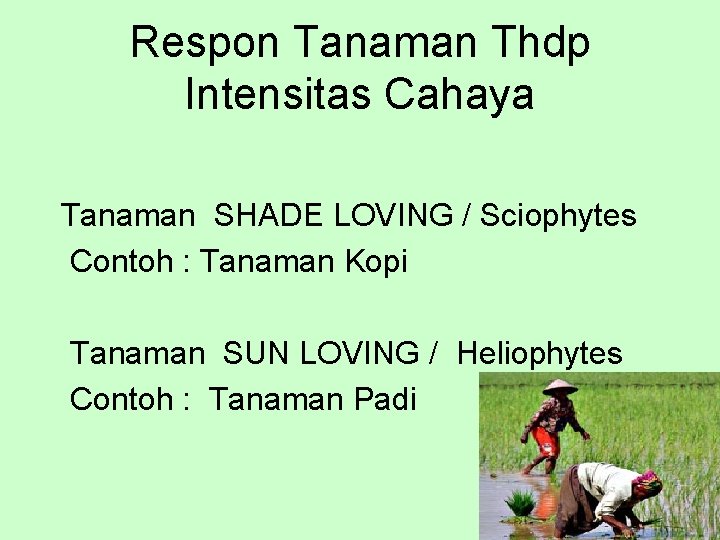 Respon Tanaman Thdp Intensitas Cahaya Tanaman SHADE LOVING / Sciophytes Contoh : Tanaman Kopi