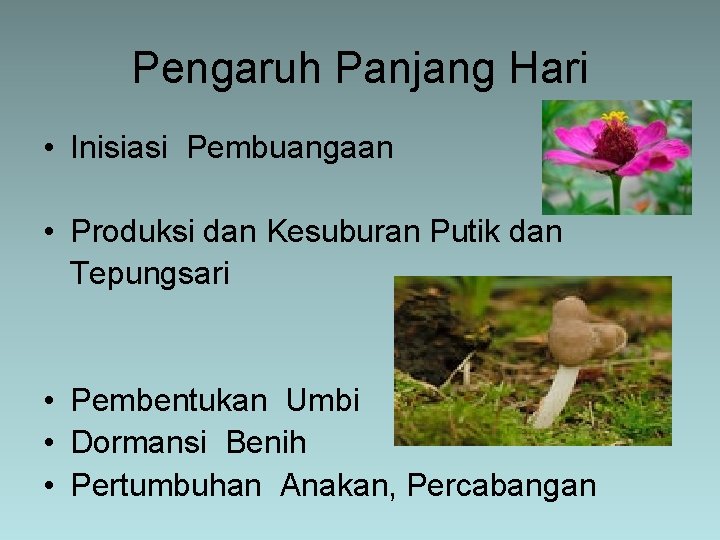 Pengaruh Panjang Hari • Inisiasi Pembuangaan • Produksi dan Kesuburan Putik dan Tepungsari •