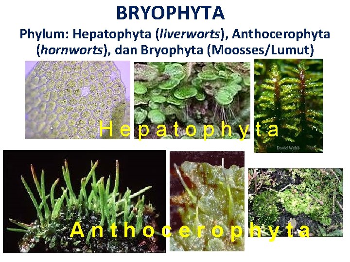 BRYOPHYTA Phylum: Hepatophyta (liverworts), Anthocerophyta (hornworts), dan Bryophyta (Moosses/Lumut) Hepatophyta Anthocerophyta 