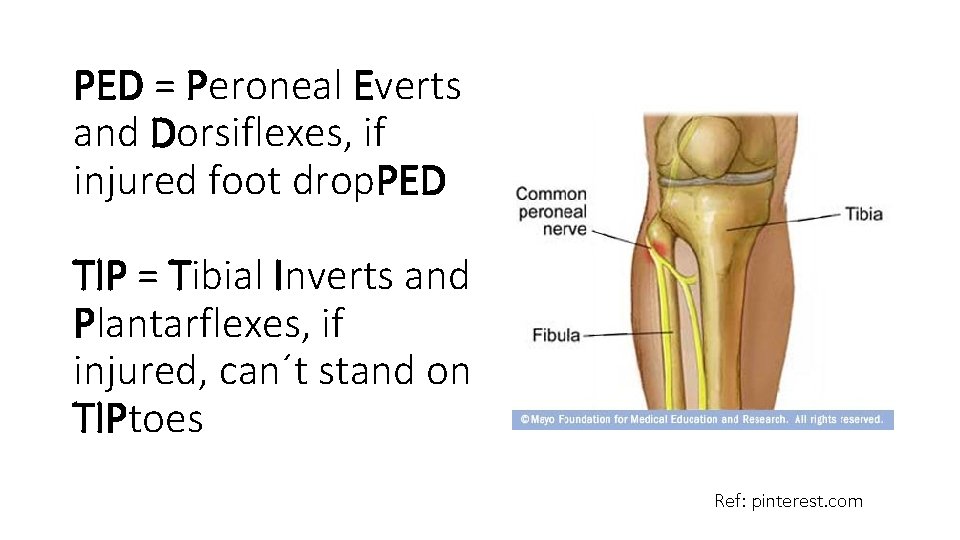 PED = Peroneal Everts and Dorsiflexes, if injured foot drop. PED TIP = Tibial