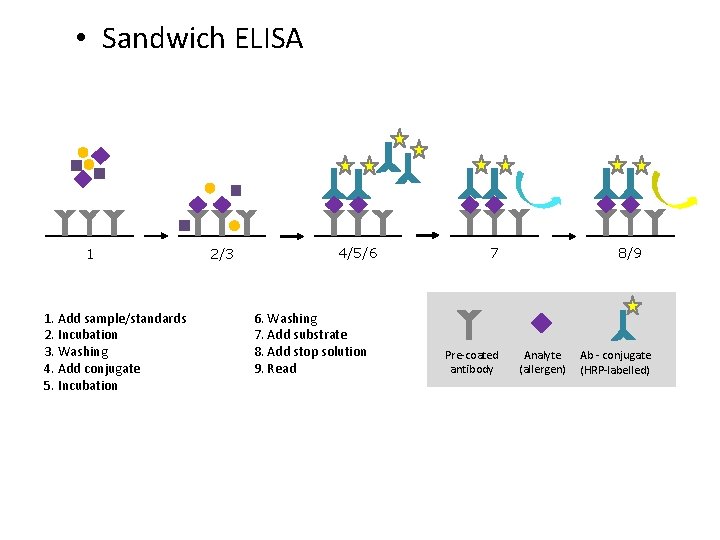  • Sandwich ELISA 1 1. Add sample/standards 2. Incubation 3. Washing 4. Add