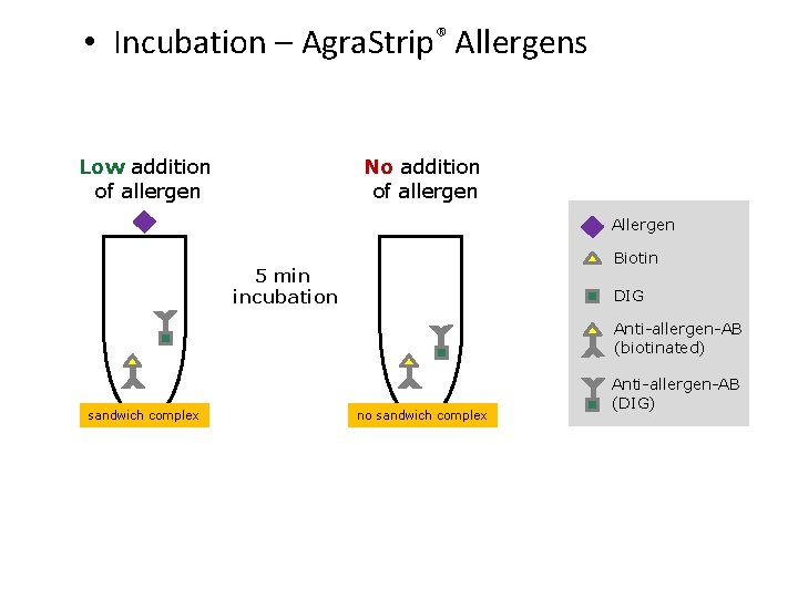  • Incubation – Agra. Strip® Allergens No addition of allergen Low addition of