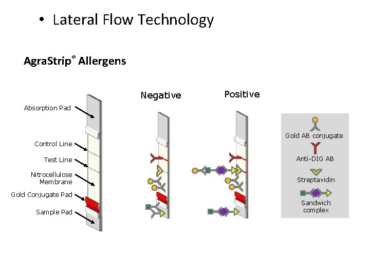 • Lateral Flow Technology Agra. Strip® Allergens Negative Positive Absorption Pad Gold AB