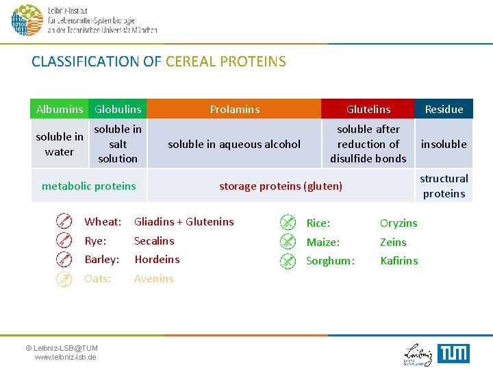 CLASSIFICATION OF CEREAL PROTEINS Albumins Globulins soluble in water soluble in salt solution Prolamins
