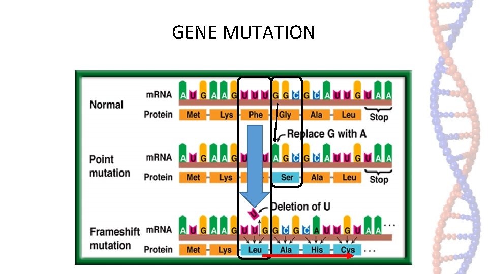 GENE MUTATION GENE MUTATION