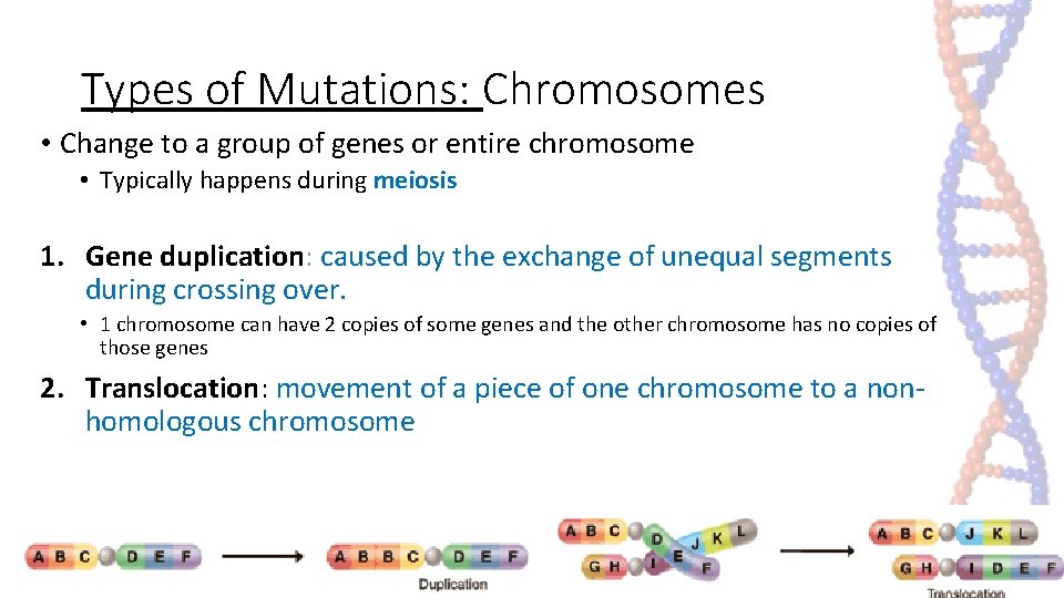 Types of Mutations: Chromosomes • Change to a group of genes or entire chromosome Types of Mutations: Chromosomes • Change to a group of genes or entire chromosome
