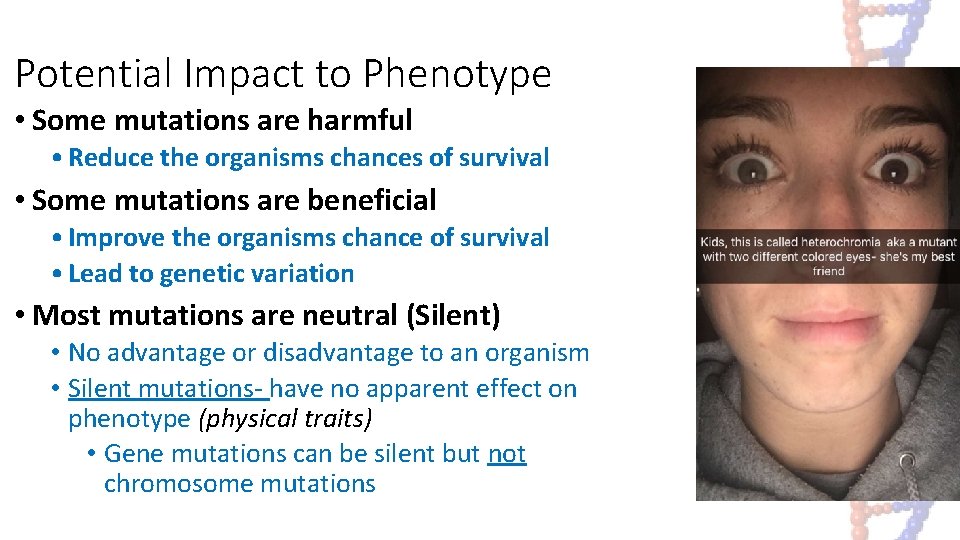 Potential Impact to Phenotype • Some mutations are harmful • Reduce the organisms chances Potential Impact to Phenotype • Some mutations are harmful • Reduce the organisms chances