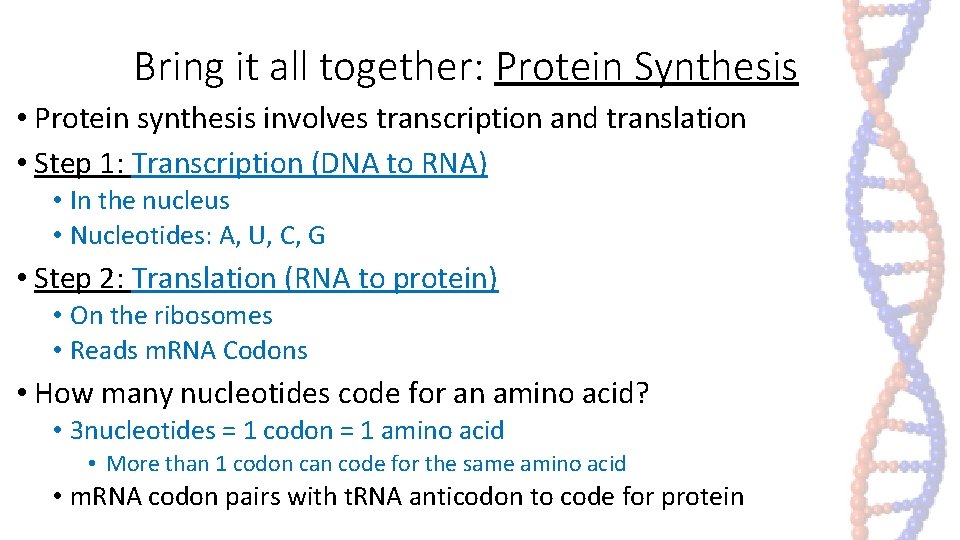 Bring it all together: Protein Synthesis • Protein synthesis involves transcription and translation • Bring it all together: Protein Synthesis • Protein synthesis involves transcription and translation •