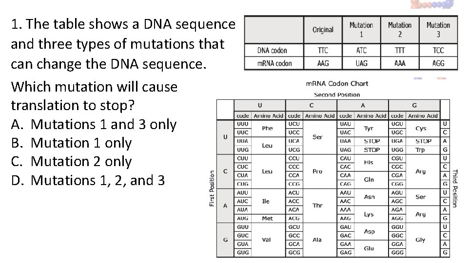 1. The table shows a DNA sequence and three types of mutations that can 1. The table shows a DNA sequence and three types of mutations that can
