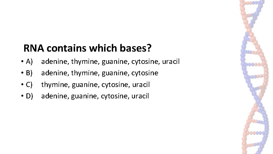 RNA contains which bases? • A) • B) • C) • D) adenine, thymine, RNA contains which bases? • A) • B) • C) • D) adenine, thymine,