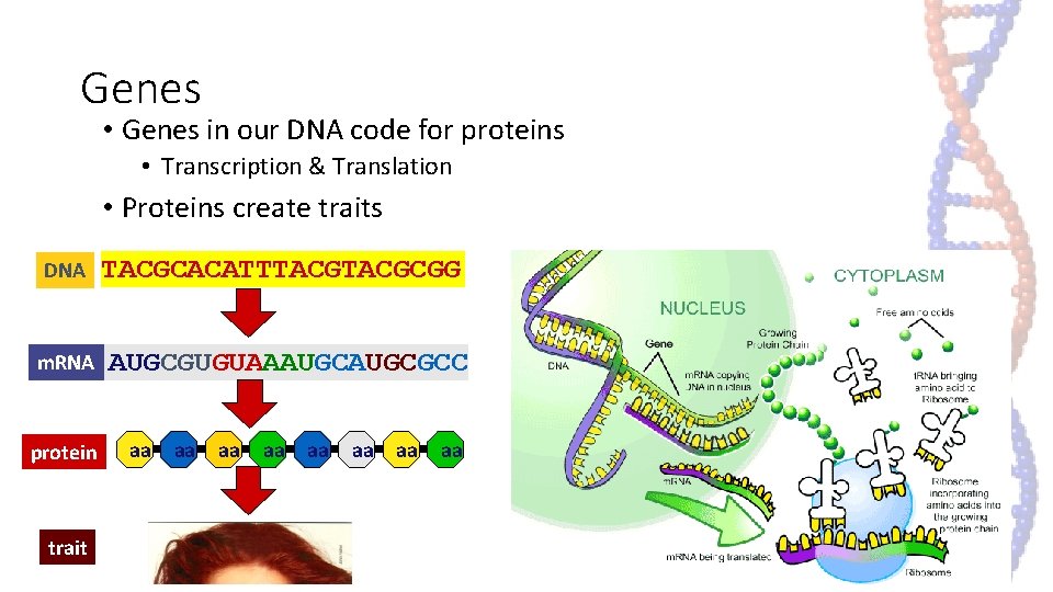 Genes • Genes in our DNA code for proteins • Transcription & Translation • Genes • Genes in our DNA code for proteins • Transcription & Translation •
