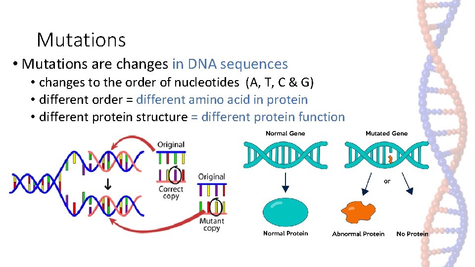 Mutations • Mutations are changes in DNA sequences • changes to the order of Mutations • Mutations are changes in DNA sequences • changes to the order of