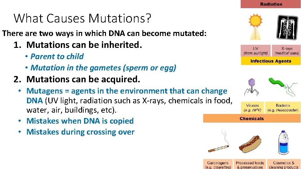 What Causes Mutations? There are two ways in which DNA can become mutated: 1. What Causes Mutations? There are two ways in which DNA can become mutated: 1.