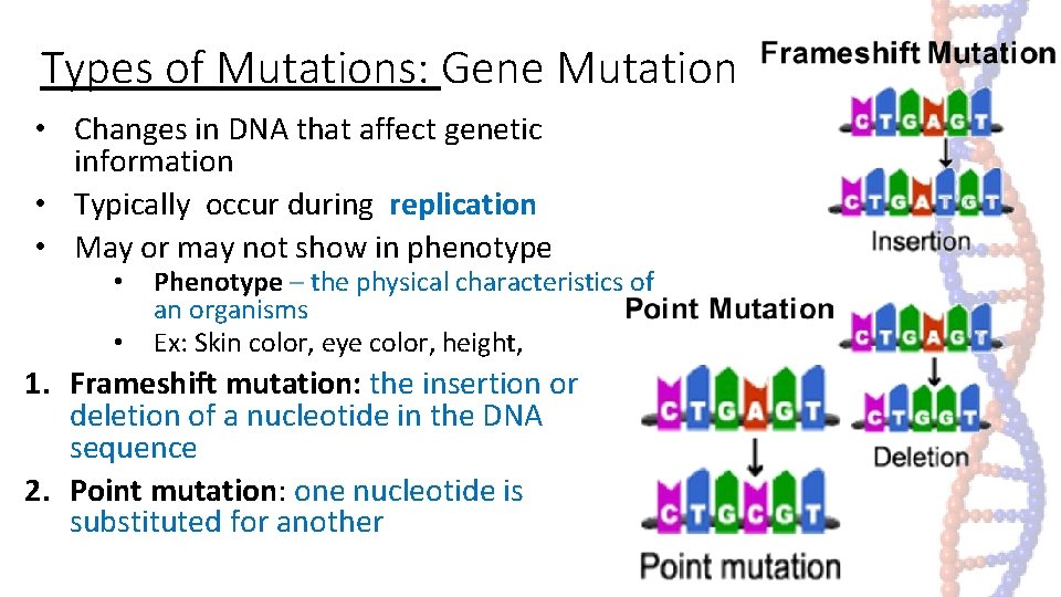 Types of Mutations: Gene Mutation • Changes in DNA that affect genetic information • Types of Mutations: Gene Mutation • Changes in DNA that affect genetic information •