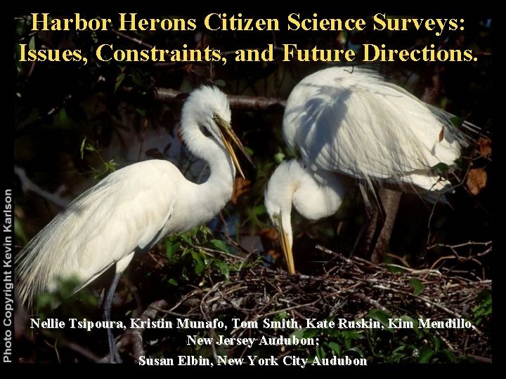 Harbor Herons Citizen Science Surveys: Issues, Constraints, and Future Directions. Nellie Tsipoura, Kristin Munafo,