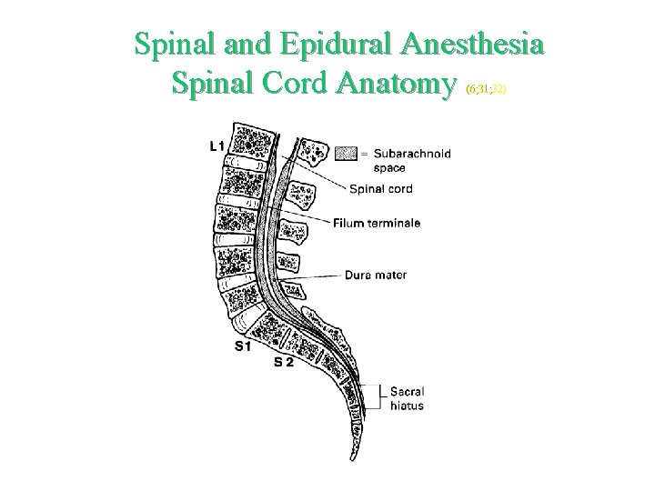 Spinal and Epidural Anesthesia Spinal Cord Anatomy (6; 31; 32) 