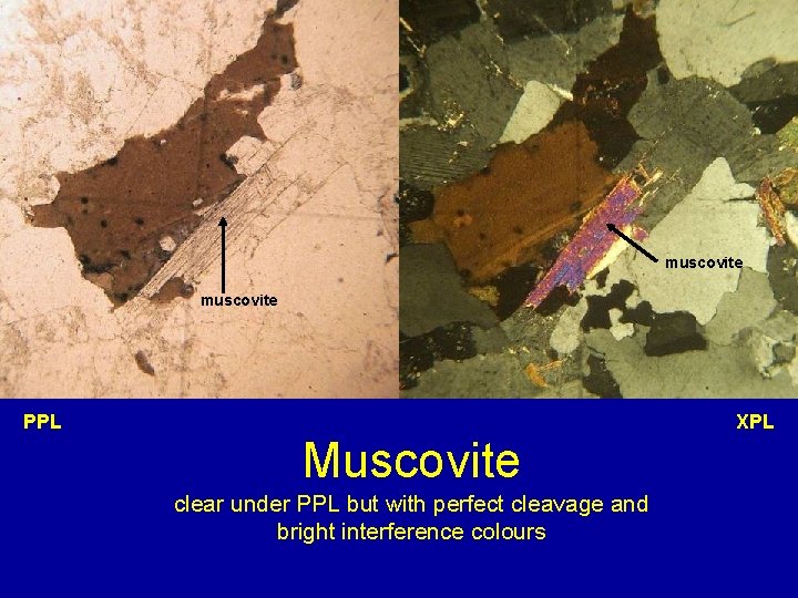 muscovite PPL XPL Muscovite clear under PPL but with perfect cleavage and bright interference