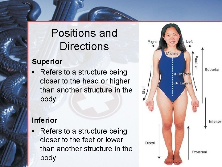 Positions and Directions Superior • Refers to a structure being closer to the head